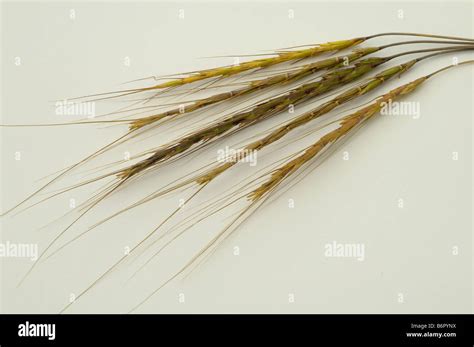 Goatgrass Aegilops Speltoides Ears Studio Picture Stock Photo Alamy