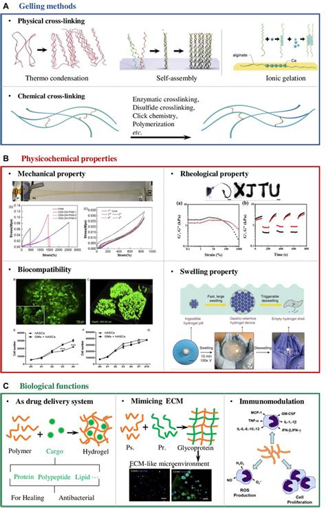 Frontiers Polysaccharide Based Hydrogels For Wound Dressing Design