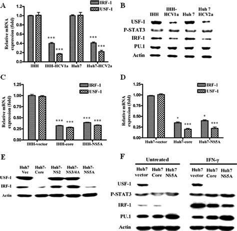 Hcv Infection Or Transfection Of Hcv Corens5a Inhibits Irf 1 And Usf 1 Download Scientific