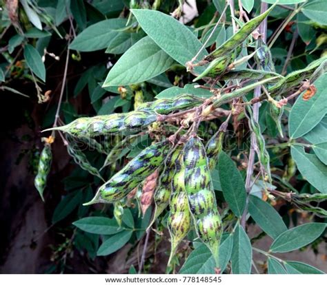 Pigeon Peas Arhar Toor Daal Growing Stock Photo 778148545 Shutterstock