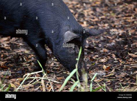 A wild hog feeding at Myaka State Park Stock Photo - Alamy