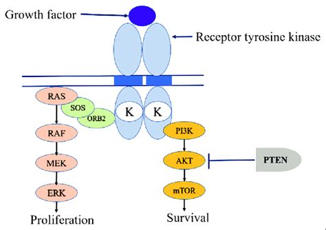 Egfr Kras Pathway