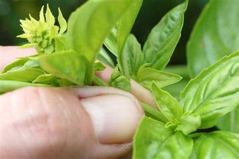 How to Prune Basil Plants | Gardener’s Path