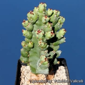 Euphorbia Resinifera F Monstruosa