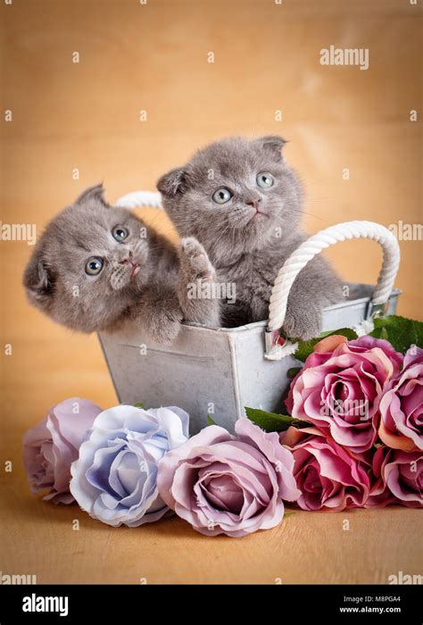 Kittens Scottish Cat A Couple Of Cats Near Flowers Bouquet Of