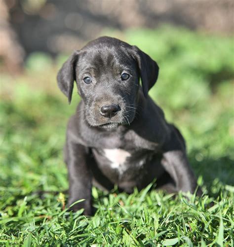 Great Dane Studs Lancaster Puppies