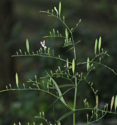 Andrographis paniculata (Burm.f.) Wall. ex Nees | Plants of the World ...