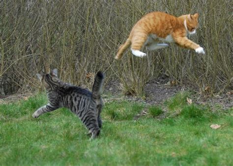 14 Awesome Pictures Of Cats Jumping