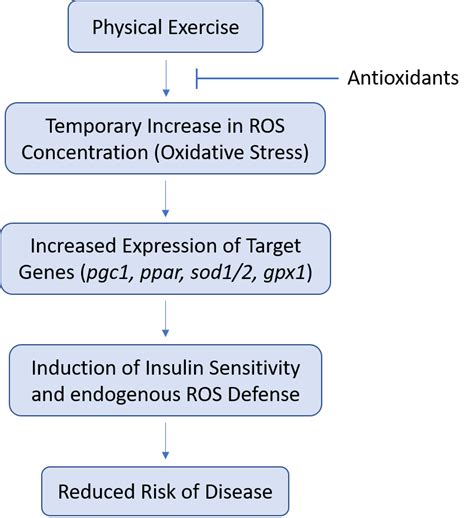 Exploring Reactive Oxygen Species Ros With Aat Biomol Blog