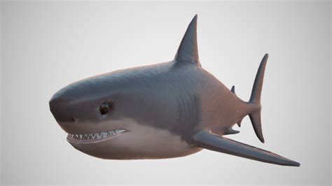 Great White Shark 3D Model - 3DHunt.co