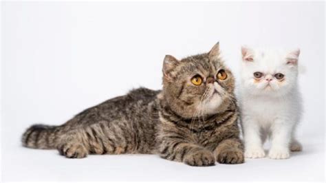 Exotic Shorthair Kedisi Özellikleri ve Bakımı Uplifers