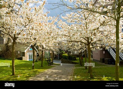 Flowering Trees At Holsworthy Devon Uk Stock Photo Alamy