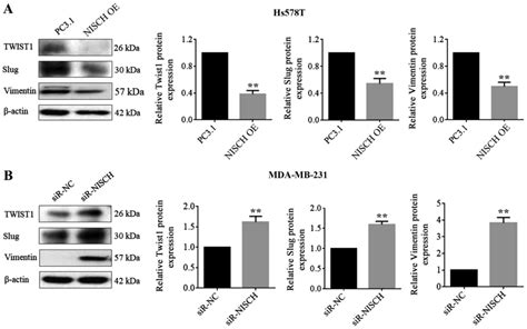 Impact Of Nischarin On EMT Regulators In Breast Cancer Cell Lines