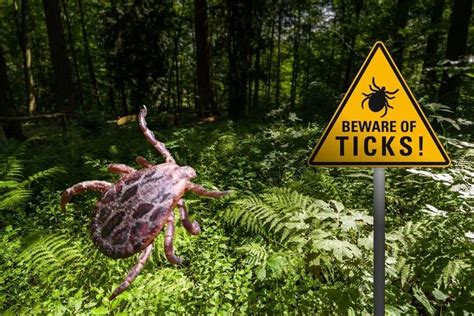 Keep Ticks Away When Hiking Tips And Tricks The Hiking Adventure