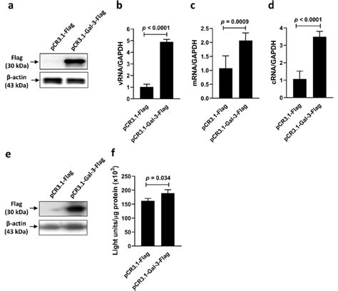 Overexpression Of Galectin Enhances The Rdrp Activity Of Iav A D