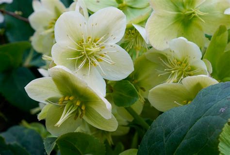 Helleborus Snoeien Tips 2024