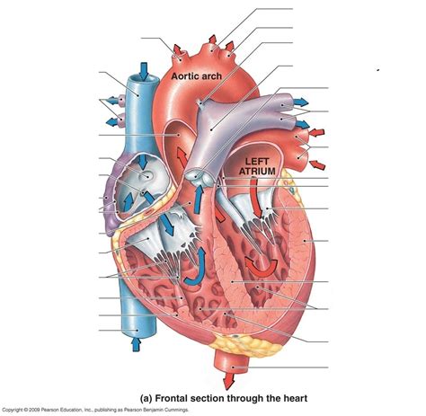 Frontal Section Through The Heart Diagram Quizlet