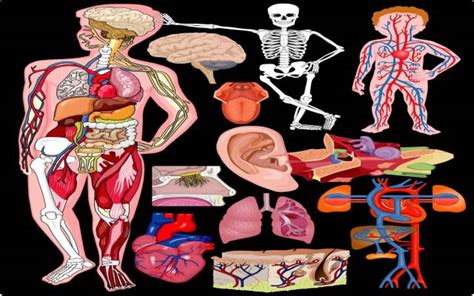 Sistemas Y Aparatos Del Cuerpo Humano