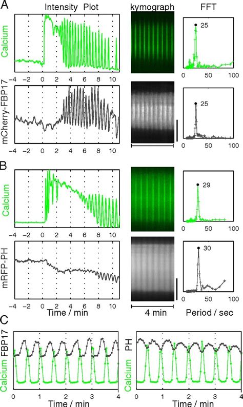 Calcium Oscillations Coupled Conversion Of Actin Travelling Waves To