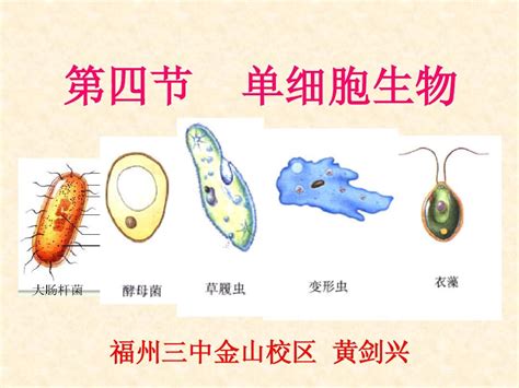 只有一个细胞的生物体word文档在线阅读与下载无忧文档