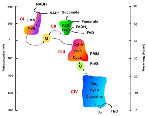 Graphic Representation Of Electrons Flow Through The Electron Transport Download Scientific