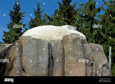 Polar bear sleeping Stock Photo - Alamy