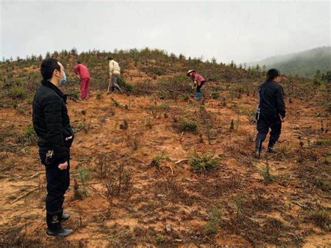 安福县明月山林场抢抓黄金季节大力开展补植造林isenlincn