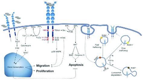 Vegfr2 Signal Transduction And Trafficking Pathways Mediated By Vegf A