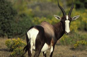 Bontebok - Antelope - Africa Wildlife Guide