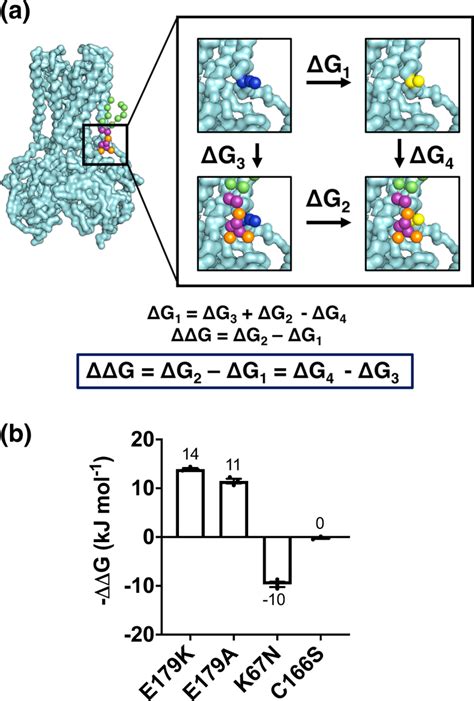 Free Energy Calculations Using Disease Associated Kir Mutations A