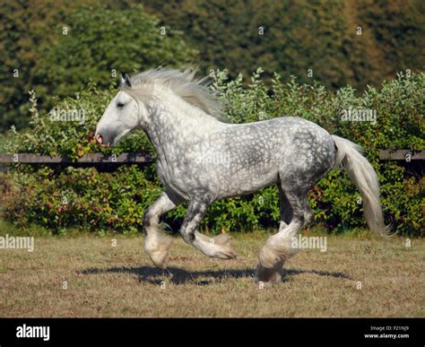 Shire Draft Horse Trotting