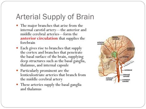 Ppt Blood Supply Of Brain And Spinal Cord Lecture 17 Powerpoint