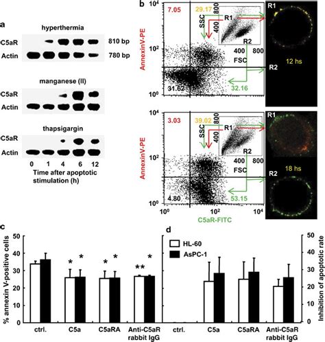 C5aR On Apoptotic Cells A The Transcription Of C5aR In HL 60 Cells