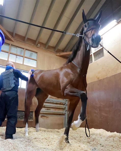 桜の女王ステレンボッシュ 秋華賞直行へ 前哨戦を使わず牝馬2冠獲得に挑む 競馬ニュース Netkeiba