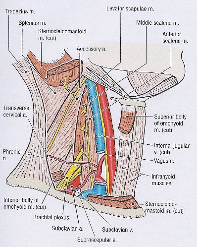 W Anterior Cervical Triangle Flashcards Quizlet