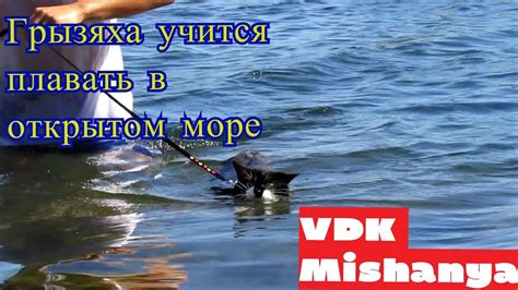 Первый поход кошки Пушинки младшей на море - YouTube