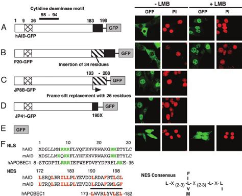 Subcellular Localization Of GFP Tagged AID And Natural Mutants