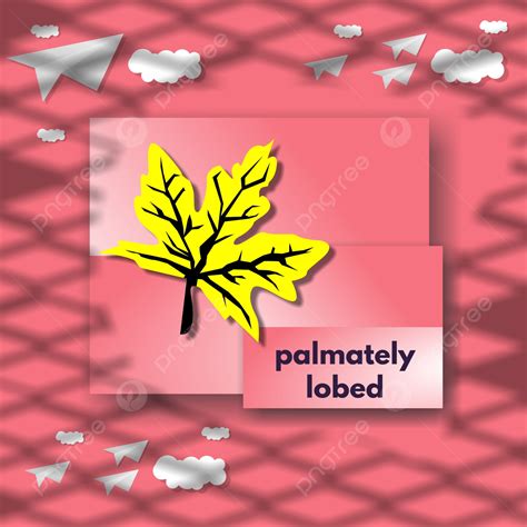 Pinnately Lobed