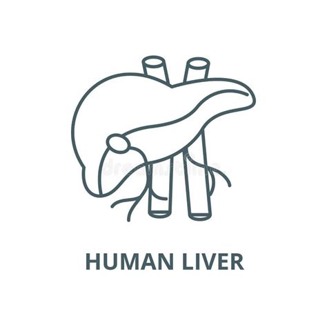 Human Liver Vector Line Icon Linear Concept Outline Sign Symbol Stock Vector Illustration