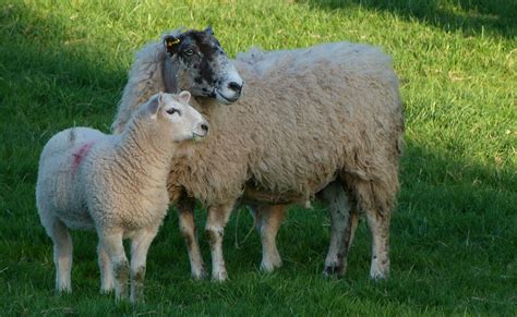 Download free photo of Sheep, ewe, lamb, farm, wool - from needpix.com