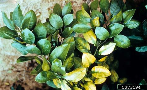 Magnesium Deficiency On Citrus Citrus Spp 5373194