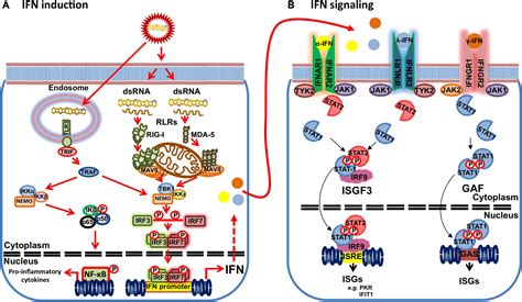 Frontiers Inhibition Of The IFN Response By Bluetongue Virus The