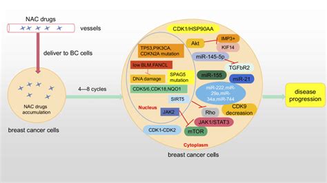 Several Genetic MiRNA Changes And Pathways In Breast Cancer Cells