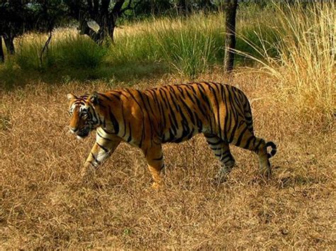 Hastinapur Wildlife Sanctuary Details Timings And How To Reach Wildlife Tour Wildlife