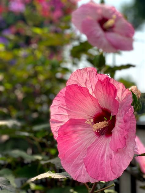 Perennial Hibiscus Care Tips Sargents Nursery