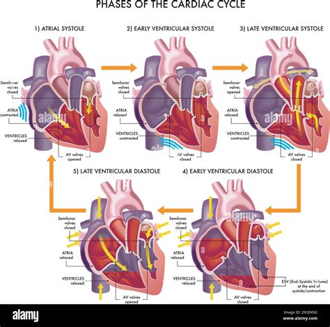 Ventricular Systole