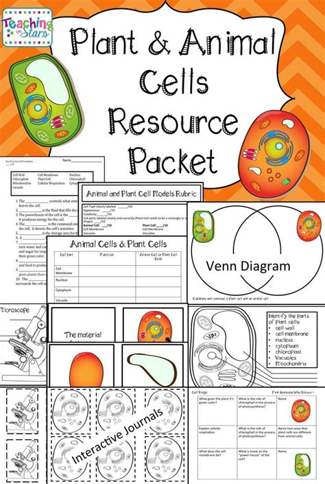 Plants And Animals Cells