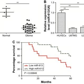 Mir 613 Is Downregulated In Glioma Tissues And Cell Lines And