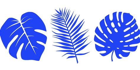 SVG tropical des arbres palmiers Image et icône SVG gratuite SVG