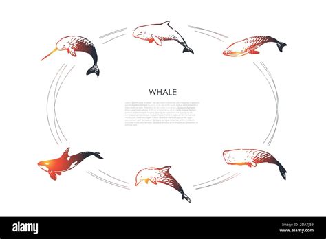 Whale Different Types Dolphin Sperm And Killer Whale Vector